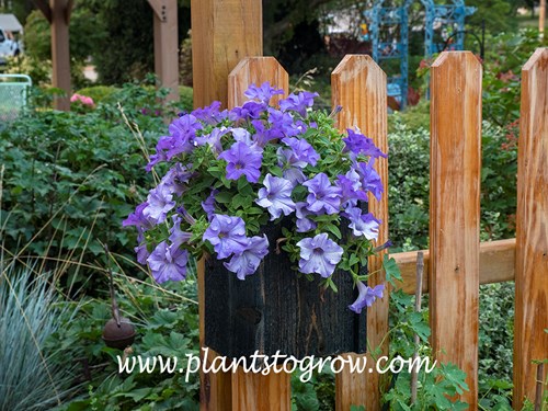 Petunia Surfinia Heavenly Blue
This plant was growing on the west end of the fence which got some shade in the later afternoon.